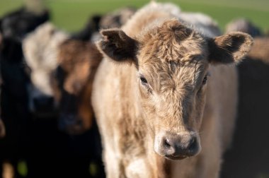 Angus, wagyu ve Murray sığır boğaları ve inekler, Avustralya 'da bir tepede otlanıyorlar..