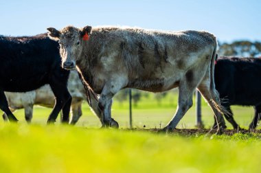 Angus, wagyu ve Murray sığır boğaları ve inekler, Avustralya 'da bir tepede otlanıyorlar..