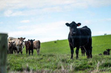 Angus, wagyu ve Murray sığır boğaları ve inekler, Avustralya 'da bir tepede otlanıyorlar..