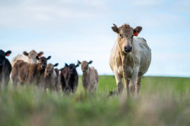 Angus, wagyu ve Murray sığır boğaları ve inekler, Avustralya 'da bir tepede otlanıyorlar..