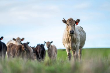 Angus, wagyu ve Murray sığır boğaları ve inekler, Avustralya 'da bir tepede otlanıyorlar..