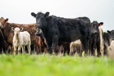 Angus, wagyu and murray grey beef bulls and cows, being grass fed on a hill in Australia. clipart