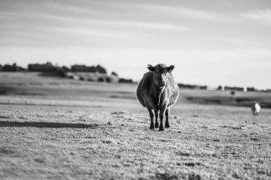 Angus, wagyu ve Murray sığır boğaları ve inekler, Avustralya 'da bir tepede otlanıyorlar..