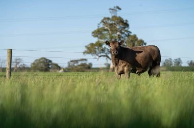 Angus, wagyu ve Murray sığır boğaları ve inekler, Avustralya 'da bir tepede otlanıyorlar..