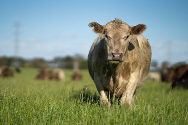 Angus, wagyu ve Murray sığır boğaları ve inekler, Avustralya 'da bir tepede otlanıyorlar..