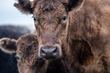 Angus, wagyu ve Murray sığır boğaları ve inekler, Avustralya 'da bir tepede otlanıyorlar..