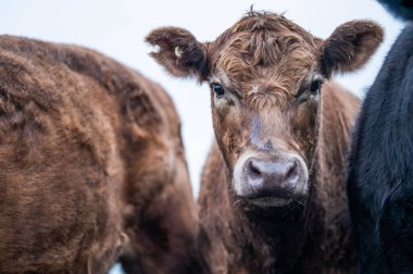Angus, wagyu ve Murray sığır boğaları ve inekler, Avustralya 'da bir tepede otlanıyorlar..