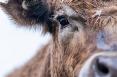 Angus, wagyu ve Murray sığır boğaları ve inekler, Avustralya 'da bir tepede otlanıyorlar..