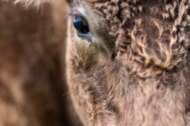 Angus, wagyu ve Murray sığır boğaları ve inekler, Avustralya 'da bir tepede otlanıyorlar..