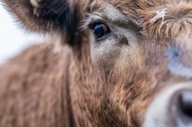 Angus, wagyu ve Murray sığır boğaları ve inekler, Avustralya 'da bir tepede otlanıyorlar..