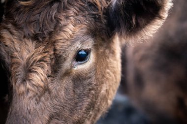Angus, wagyu ve Murray sığır boğaları ve inekler, Avustralya 'da bir tepede otlanıyorlar..