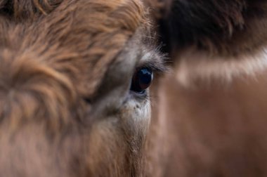 Bir tarlada inekler, Avustralya 'da otlayan sığırlar ve buzağılar..