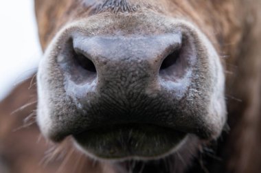 Bir tarlada inekler, Avustralya 'da otlayan sığırlar ve buzağılar..
