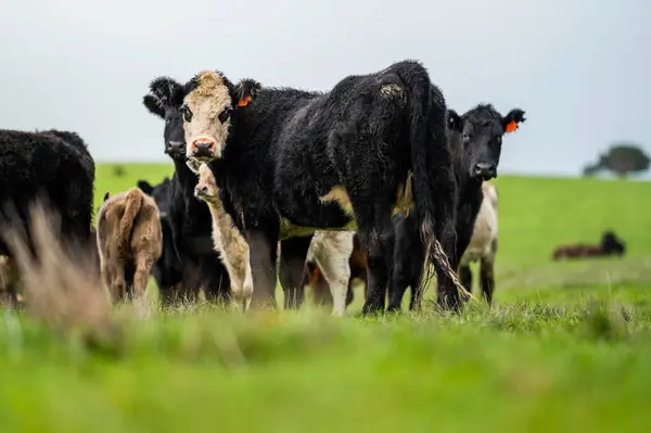 stock image Angus, wagyu and murray grey beef bulls and cows, being grass fed on a hill in Australia.