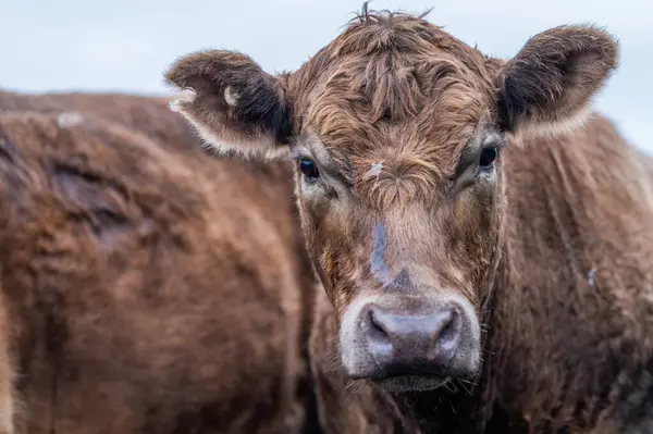 Stock image Angus, wagyu and murray grey beef bulls and cows, being grass fed on a hill in Australia.