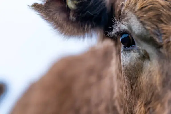 Angus, wagyu ve Murray sığır boğaları ve inekler, Avustralya 'da bir tepede otlanıyorlar..