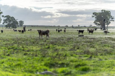 Bir tarlada inekler, Avustralya 'da otlayan sığırlar ve buzağılar..