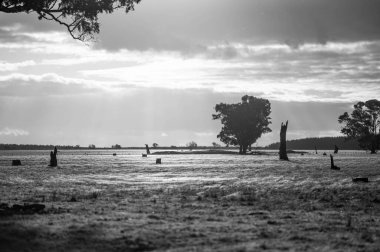 Bir tarlada inekler, Avustralya 'da otlayan sığırlar ve buzağılar..