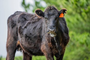 Bir tarlada inekler, Avustralya 'da otlayan sığırlar ve buzağılar..