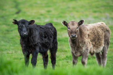 Bir tarlada inekler, Avustralya 'da otlayan sığırlar ve buzağılar..