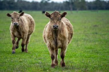 Bir tarlada inekler, Avustralya 'da otlayan sığırlar ve buzağılar..