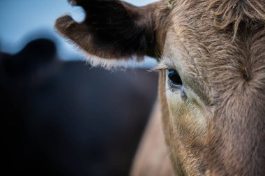 Bir tarlada inekler, Avustralya 'da otlayan sığırlar ve buzağılar..