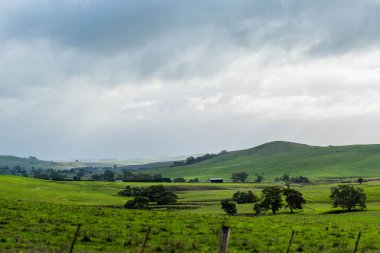 Avustralya 'da bir çiftlikteki yeşil bir tepede sürdürülebilir inek sürüsü. Tarladaki güzel inek. Angus ve Murray Grey sığırlarıyla Avustralya tarım arazisi