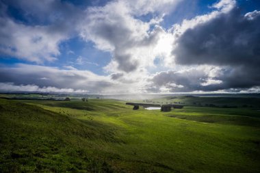 Avustralya 'da bir çiftlikteki yeşil bir tepede sürdürülebilir inek sürüsü. Tarladaki güzel inek. Angus ve Murray Grey sığırlarıyla Avustralya tarım arazisi