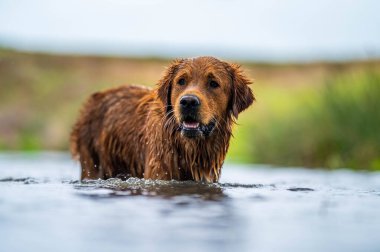 Avustralya 'da bir çiftlikteki yeşil bir tepede sürdürülebilir inek sürüsü. Tarladaki güzel inek. Angus ve Murray Grey sığırlarıyla Avustralya tarım arazisi
