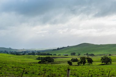Avustralya 'da bir çiftlikteki yeşil bir tepede sürdürülebilir inek sürüsü. Tarladaki güzel inek. Angus ve Murray Grey sığırlarıyla Avustralya tarım arazisi