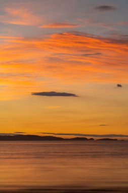 Avustralya 'da bir çiftlikteki yeşil bir tepede sürdürülebilir inek sürüsü. Tarladaki güzel inek. Angus ve Murray Grey sığırlarıyla Avustralya tarım arazisi