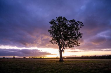 Avustralya 'da bir çiftlikteki yeşil bir tepede sürdürülebilir inek sürüsü. Tarladaki güzel inek. Angus ve Murray Grey sığırlarıyla Avustralya tarım arazisi