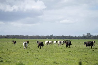 Avustralya 'da bir çiftlikteki yeşil bir tepede sürdürülebilir inek sürüsü. Tarladaki güzel inek. Angus ve Murray Grey sığırlarıyla Avustralya tarım arazisi