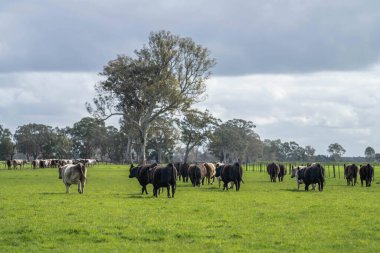 Avustralya 'da bir çiftlikteki yeşil bir tepede sürdürülebilir inek sürüsü. Tarladaki güzel inek. Angus ve Murray Grey sığırlarıyla Avustralya tarım arazisi