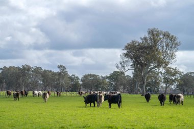 Avustralya 'da bir çiftlikteki yeşil bir tepede sürdürülebilir inek sürüsü. Tarladaki güzel inek. Angus ve Murray Grey sığırlarıyla Avustralya tarım arazisi