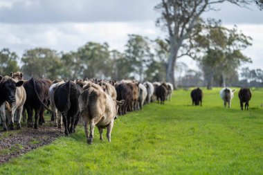 Avustralya 'da bir çiftlikteki yeşil bir tepede sürdürülebilir inek sürüsü. Tarladaki güzel inek. Angus ve Murray Grey sığırlarıyla Avustralya tarım arazisi