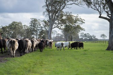 Avustralya 'da bir çiftlikteki yeşil bir tepede sürdürülebilir inek sürüsü. Tarladaki güzel inek. Angus ve Murray Grey sığırlarıyla Avustralya tarım arazisi