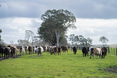 Avustralya 'da bir çiftlikteki yeşil bir tepede sürdürülebilir inek sürüsü. Tarladaki güzel inek. Angus ve Murray Grey sığırlarıyla Avustralya tarım arazisi