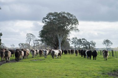 Avustralya 'da bir çiftlikteki yeşil bir tepede sürdürülebilir inek sürüsü. Tarladaki güzel inek. Angus ve Murray Grey sığırlarıyla Avustralya tarım arazisi