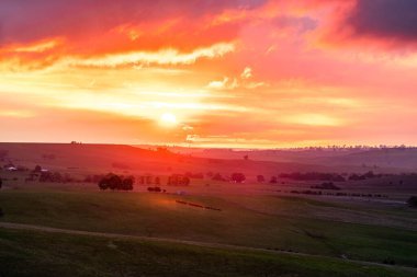 Avustralya 'da bir çiftlikteki yeşil bir tepede sürdürülebilir inek sürüsü. Tarladaki güzel inek. Angus ve Murray Grey sığırlarıyla Avustralya tarım arazisi