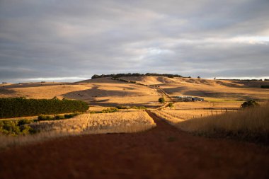 Avustralya 'da bir çiftlikteki yeşil bir tepede sürdürülebilir inek sürüsü. Tarladaki güzel inek. Angus ve Murray Grey sığırlarıyla Avustralya tarım arazisi