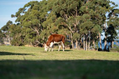 Avustralya 'da bir çiftlikteki yeşil bir tepede sürdürülebilir inek sürüsü. Tarladaki güzel inek. Angus ve Murray Grey sığırlarıyla Avustralya tarım arazisi