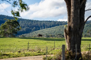 Avustralya 'da bir çiftlikteki yeşil bir tepede sürdürülebilir inek sürüsü. Tarladaki güzel inek. Angus ve Murray Grey sığırlarıyla Avustralya tarım arazisi