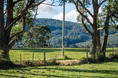 Avustralya 'da bir çiftlikteki yeşil bir tepede sürdürülebilir inek sürüsü. Tarladaki güzel inek. Angus ve Murray Grey sığırlarıyla Avustralya tarım arazisi