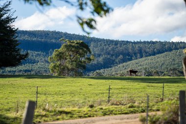 Avustralya 'da bir çiftlikteki yeşil bir tepede sürdürülebilir inek sürüsü. Tarladaki güzel inek. Angus ve Murray Grey sığırlarıyla Avustralya tarım arazisi
