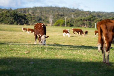Avustralya 'da bir çiftlikteki yeşil bir tepede sürdürülebilir inek sürüsü. Tarladaki güzel inek. Angus ve Murray Grey sığırlarıyla Avustralya tarım arazisi