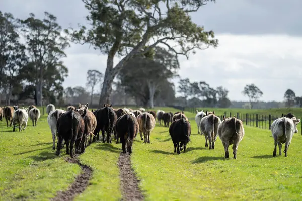 Avustralya 'da bir çiftlikteki yeşil bir tepede sürdürülebilir inek sürüsü. Tarladaki güzel inek. Angus ve Murray Grey sığırlarıyla Avustralya tarım arazisi
