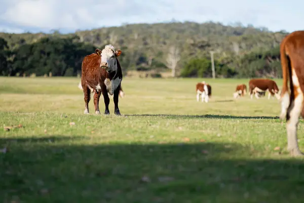 stock image Herd of sustainable cows on a green hill on a farm in Australia. Beautiful cow in a field. Australian Farming landscape with Angus and Murray grey cattle