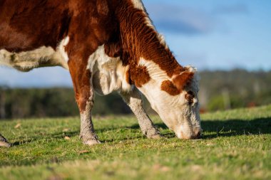 Avustralya 'daki güzel sığırlar ot yer, otlakta otlarlar. Tarımsal bir çiftlikte yetiştirilen sığır sürüsü. Sürdürülebilir tarım ürünleri. 