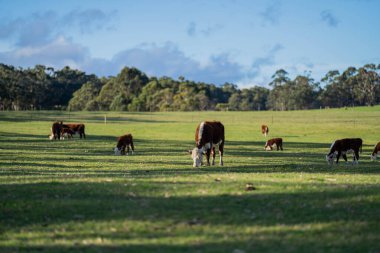 Avustralya 'daki güzel sığırlar ot yer, otlakta otlarlar. Tarımsal bir çiftlikte yetiştirilen sığır sürüsü. Sürdürülebilir tarım ürünleri. 